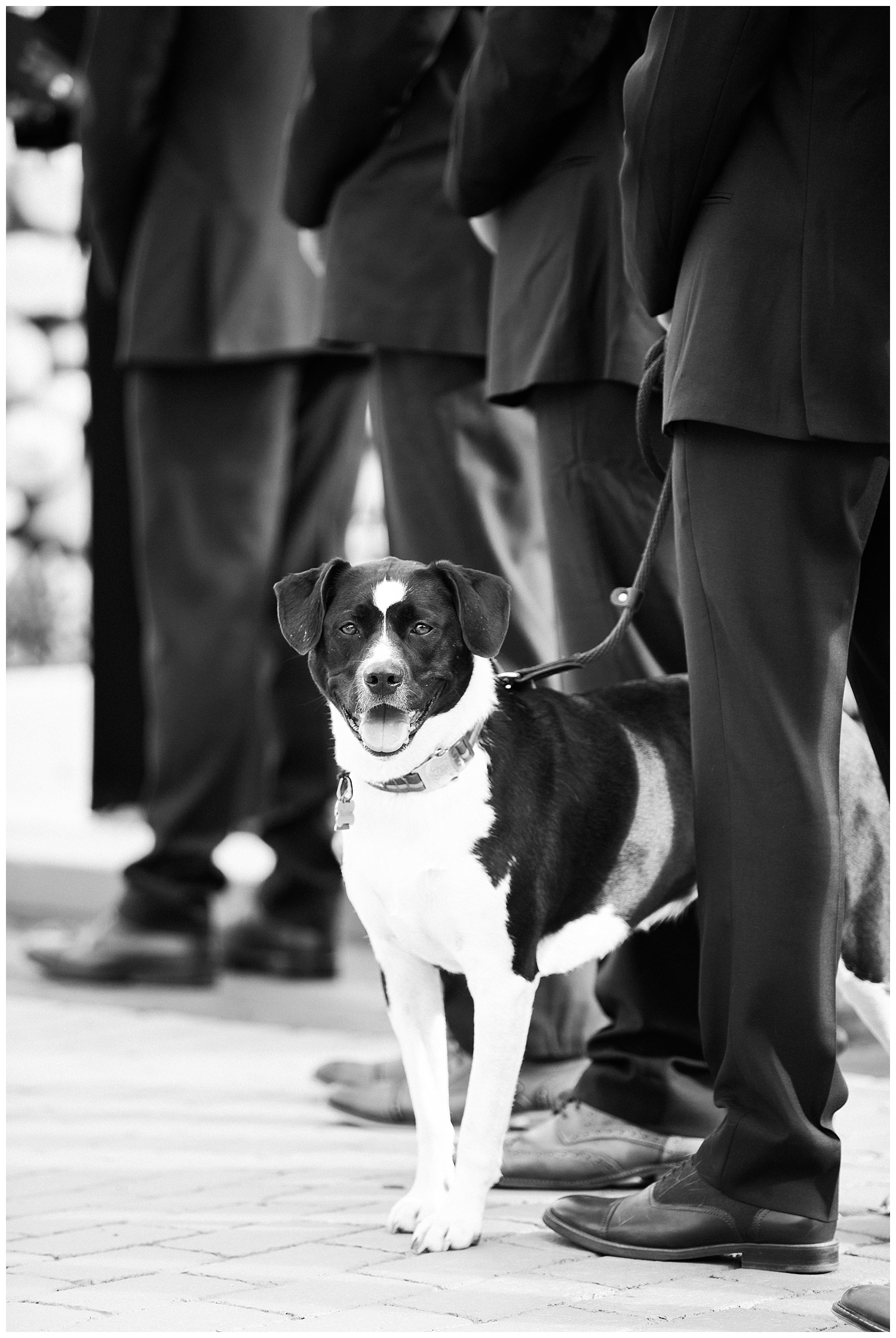 Dog at outside ceremony at Sugarloaf Mountain Resort Wedding in Maine, photos by Halie Olszowy.